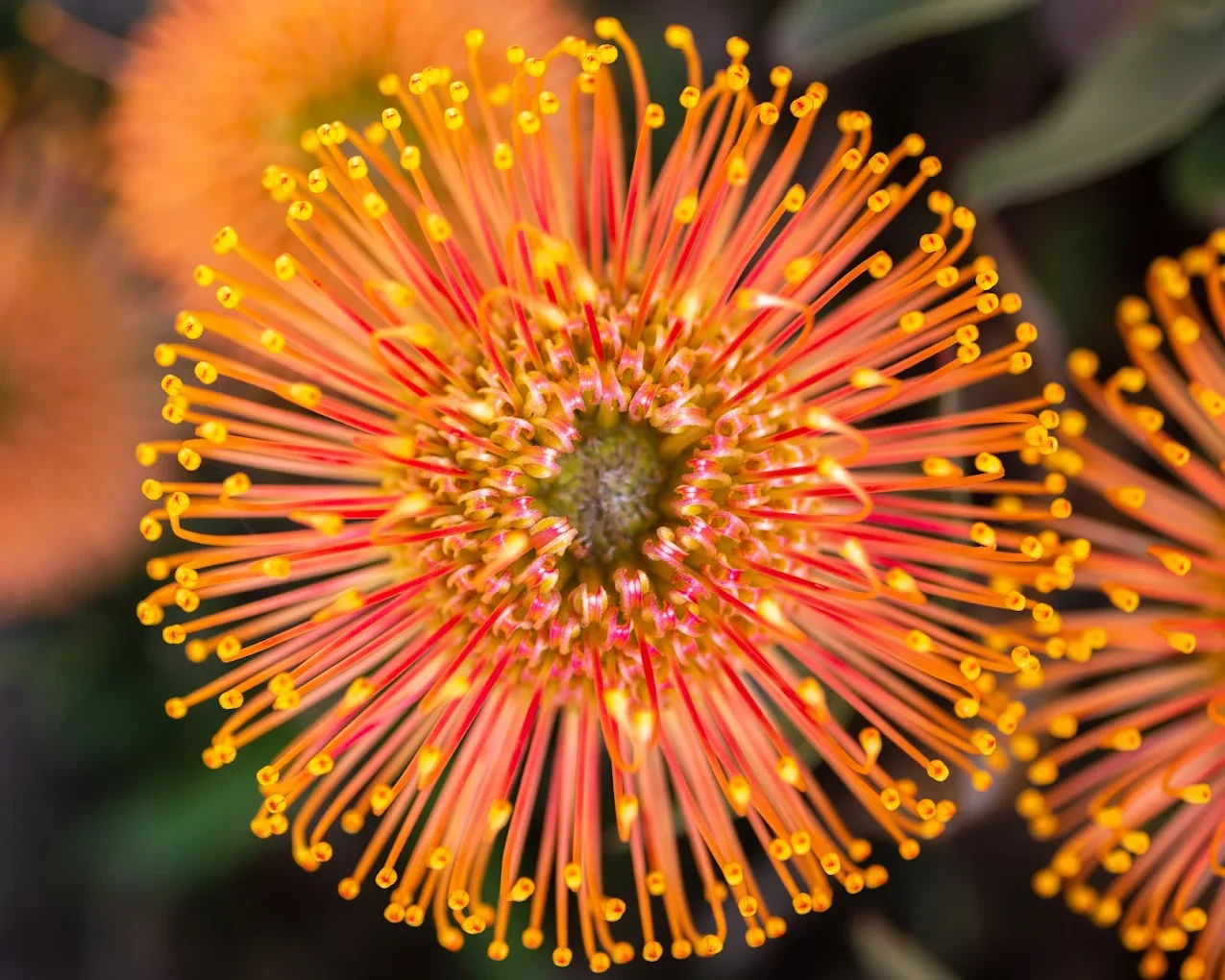 UCSC Arboretum gardens